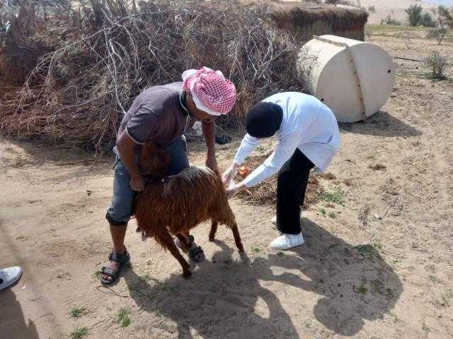 لدمج أبنائها بالتنمية الزراعية.. قافلة بيطرية مجانية في شمال سيناء