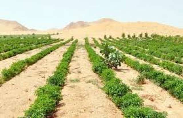 مكافحة الافات الزراعية 