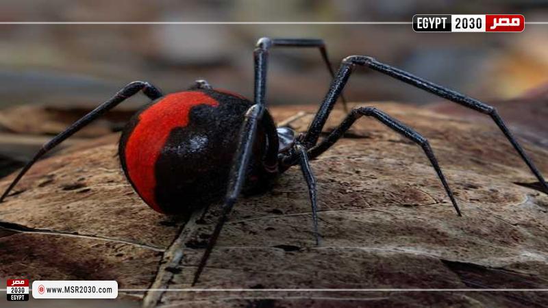 عنكبوت ينقذ طفلًا مصابًا بالسرطان من الموت