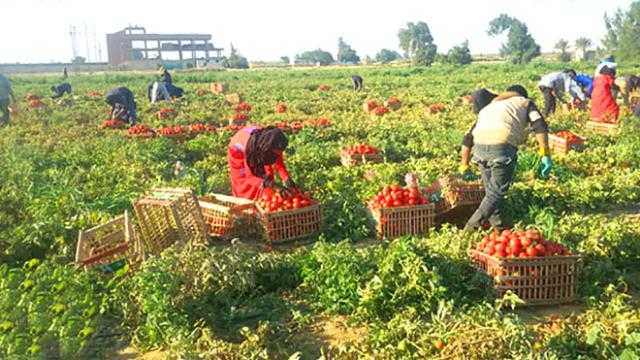 بتوجيهات السيسي.. استراتيجية التعاون مع دول إفريقيا لتحقيق الأمن الغذائي