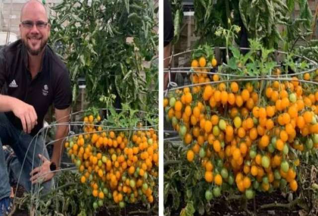 بستاني بريطاني يحطم رقم عالمي في جمع ثمار طماطم ..لهذا السبب