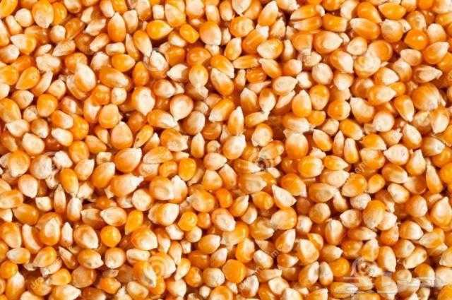 ضبط 2000 طن ذرة صفراء مجهولة المصدر بالمنوفية
