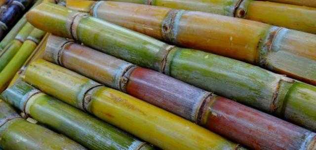 «التموين» : إنتاج أكثر من 513 ألف طن سكر من القصب حتى الآن