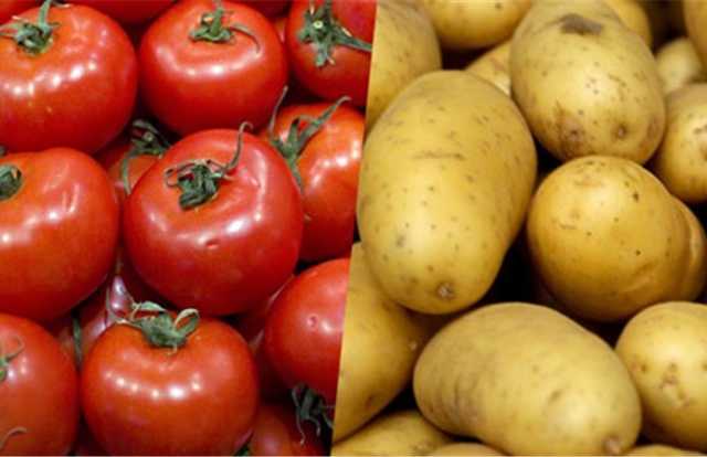 لأهالي بورسعيد.. كيلو الطماطم والبطاطس بـ5 جنيهات في معارض أهلا رمضان  «فيديو»