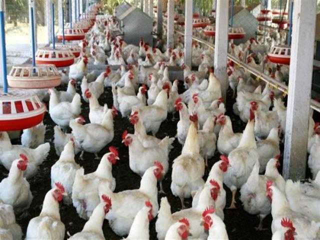 خاص| معهد الأمصال: نوفر لقاحات دواجن بأسعار تقل 50% عن المستورد