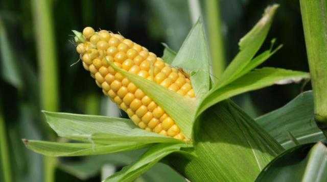 سعر الذرة يستقر اليوم الأحد 20 مارس 2022 لدى التجار