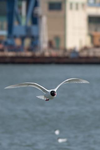 الطيور المهاجرة