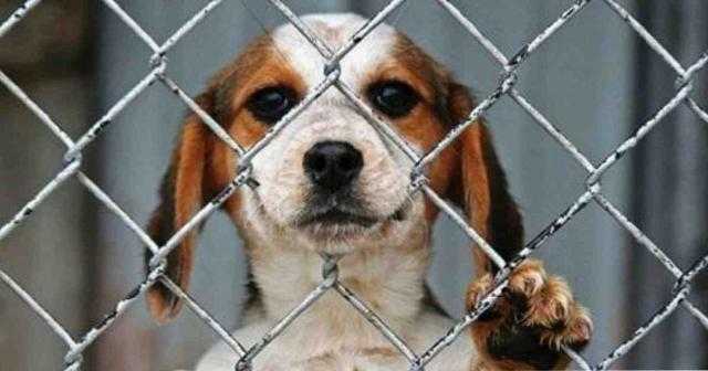 برلماني يطالب بتغليظ عقوبة العنف ضد الحيوانات - فيديو