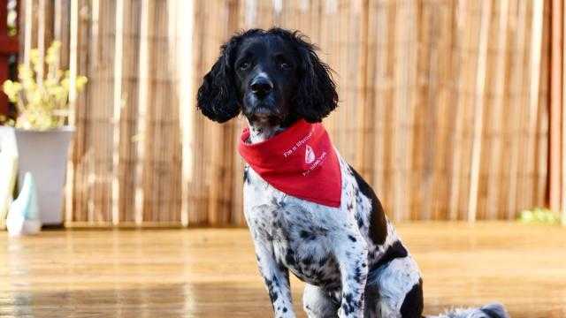 شاهد.. كلب يكتشف 90 عبوة روسية ناسفة في أوكرانيا