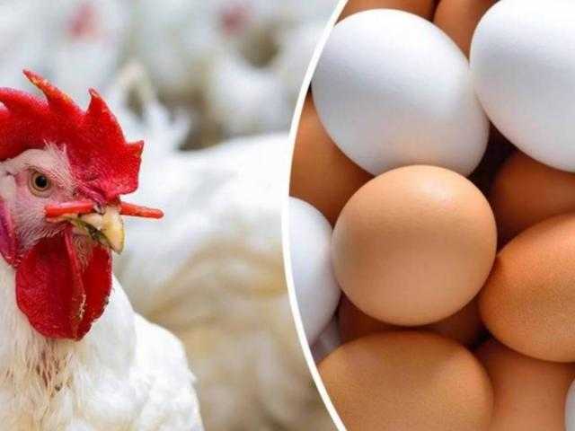 5 جنيهات .. «شعبة الدواجن» تزف بشرى سارة للمواطنين