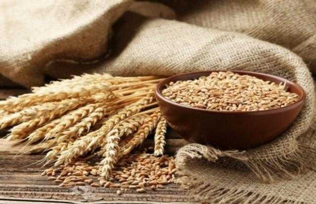 يبدأ من 1 أبريل.. الزراعة تكشف الاستعدادات النهائية لموسم توريد القمح هذا العام | خاص