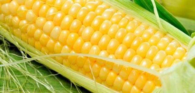 انخفاض أسعار الذرة اليوم الخميس 24-3-2022