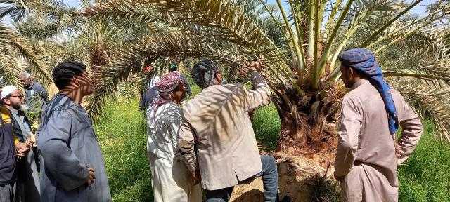 لمكافحة سوسة النخيل الحمراء.. وقاية النباتات ينفذ ٢١ دورة تدريبية ومدرسة حقلية وندوة إرشادية خلال شهرين