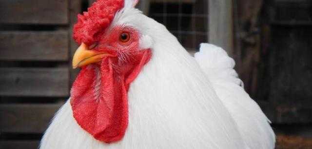 خطر يحدد حياتك.. معلومة صادمة عن «الفراخ البيضاء»-  فيديو