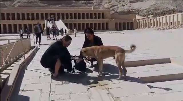 السائحة تسقى الكلب بالأقصر