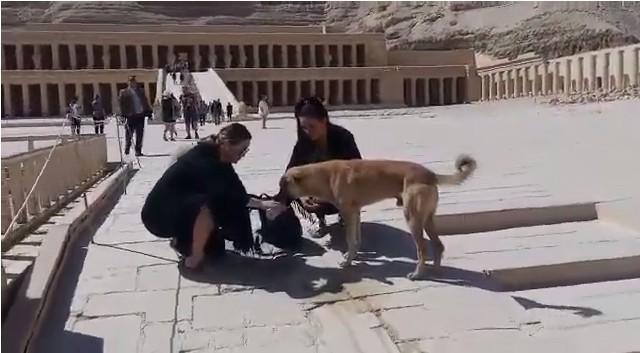 سائحة أجنبية تسقي كلبًا ضالا مياه معدنية بمعبد حتشبسوت بالأقصر