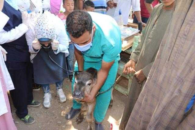 خاص| «الخدمات البيطرية»: تذليل جميع العقبات أمام لجان تحصين الثروة الحيوانية