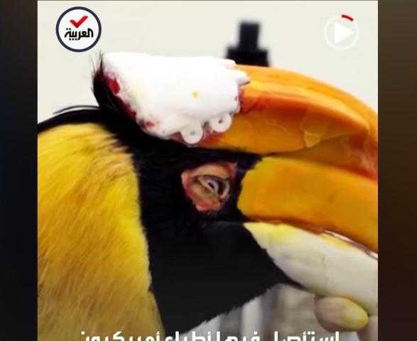 شاهد.. أغرب جراحة لاستئصال ورم من منقار طائر بوقير