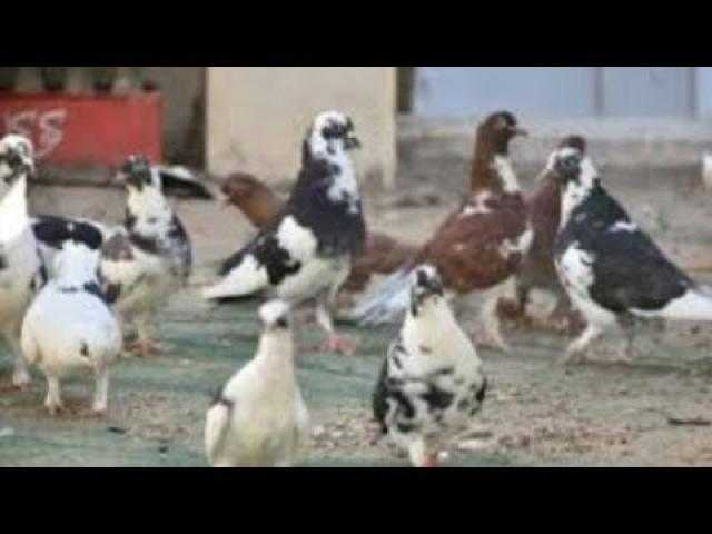 يسببان أمراضا مزمنة.. «موافي» يحذر من التعامل مع الحمام والقطط