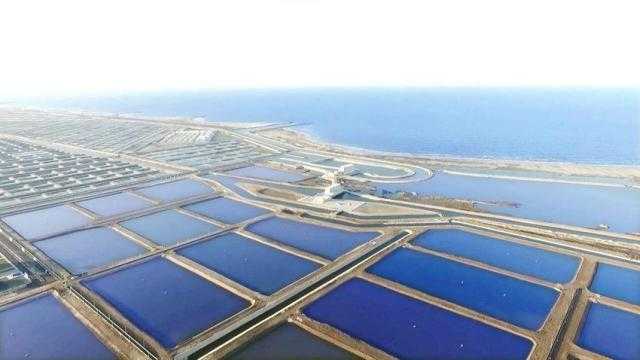 بركة غليون للثروة السمكية... توفر 30 ألف وظيفة للمصريين وتحقق الاكتفاء الذاتي