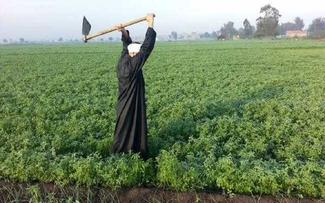 في العيد القومي لسوهاج.. تاريخ الفن والزراعة في بلد المواويل