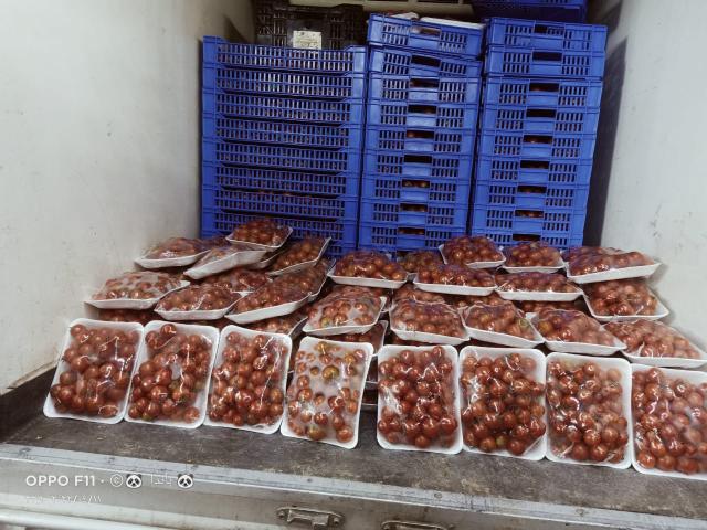 طماطم 