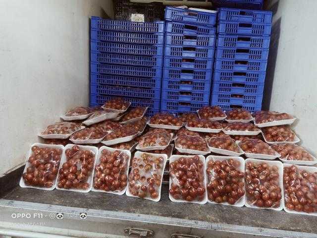 الزراعة تطلق منافذ متحركة لطرح كيلو الطماطم بـ 10 جنيهات بالمحافظات