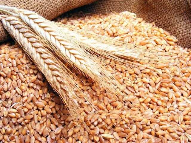 زيادة بنسبة 8.9%.. 10 أسباب وراء ارتفاع انتاجية القمح هذا الموسم