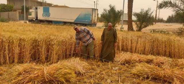 الزراعة: تذليل كل العقبات التي تواجه المزراعين في توريد القمح