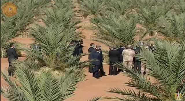 64 ألف فدان إجمالي المساحة المنزرعة بالقمح في توشكى