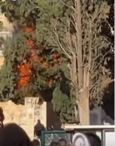شاهد.. لحظة إشعال الاحتلال النيران بأشجار باحات الأقصى