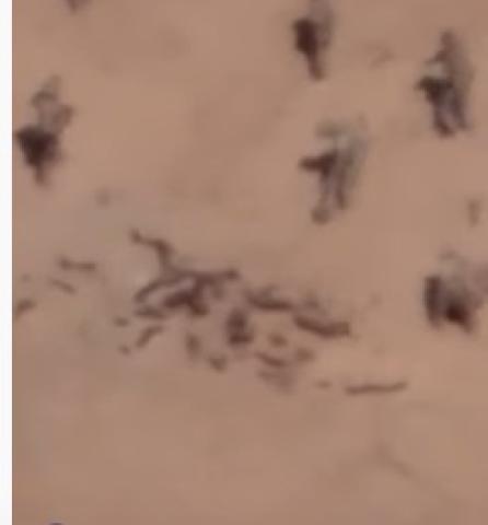 فرنسا تنشر مشاهد لمرتزقة روس يدفنون جثثًا في مالي - فيديو