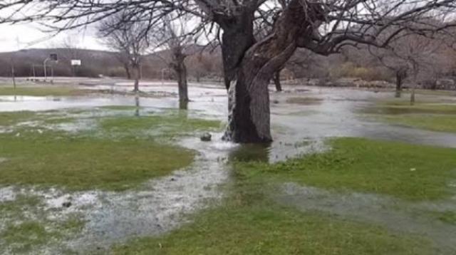 سر تدفق المياه بشكل غامض داخل شجرة عمرها 100 عام «فيديو»