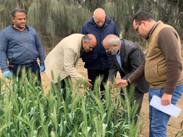 «الطاقة الذرية» تنجح في استنباط طفرات جديدة من القمح عالية الإنتاجية