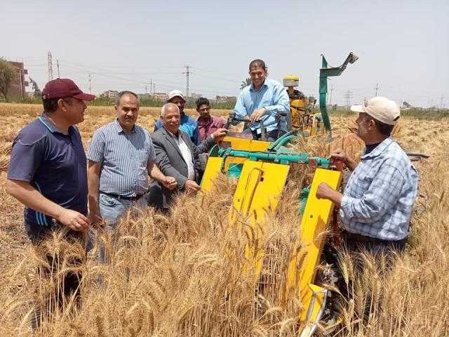 «الزراعة» تكشف موقف حصاد وتوريد القمح خلال عيد الفطر