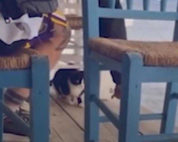 شاب يوناني نصب فخًا لـ«قطة» فسقط في شر أعماله «فيديو»