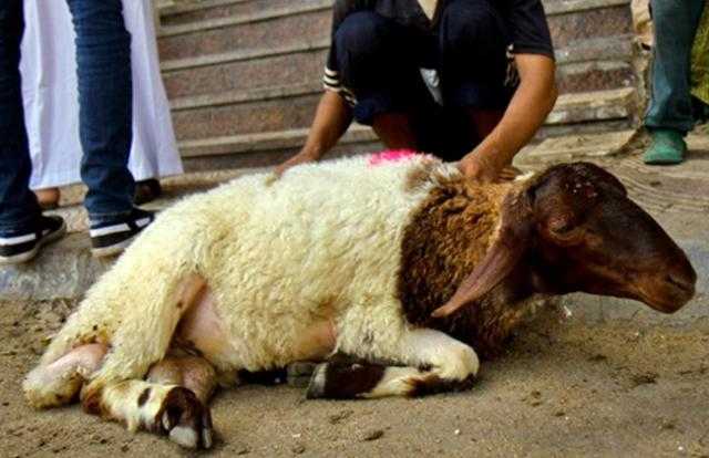 هل يجوز الجمع بين العقيقة والأضحية في ذبيحة واحدة؟.. الإفتاء تجيب