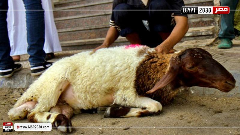 خروف (تعبيرية)