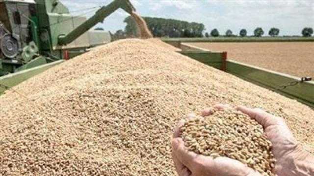 استقبال أول شحنة قمح من الهند غدا «فيديو»
