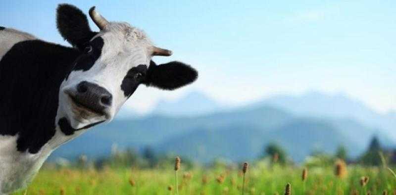 مشاجرة بين سيدة وتاجر على ملكية بقرة.. والنيابة تخلي سبيل الطرفين وتحتجز البقرة.. القصة كاملة