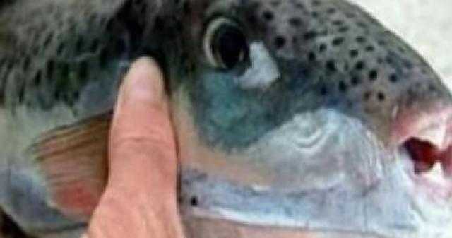 تقتلك خلال 8 ساعات.. أعراض التسمم بسمكة الأرنب - فيديو