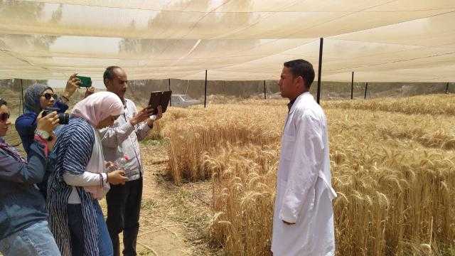 جولة داخل حقل تقييم طفرات القمح التابع لمركز البحوث النووية بـ«الطاقة الذرية»