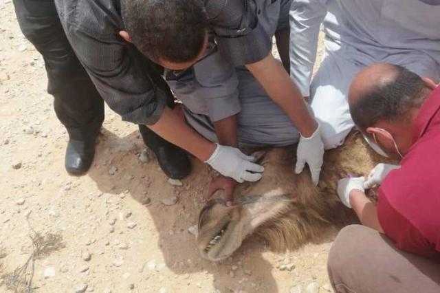 الطب البيطري: «بكتيريا الباستريلا وراء حالات نفوق الإبل بالسلوم» - فيديو
