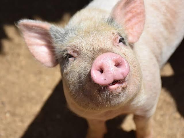 هل يجوز استخدام فرشاة شعر مأخوذة من الخنزير؟.. أزهري يوضح