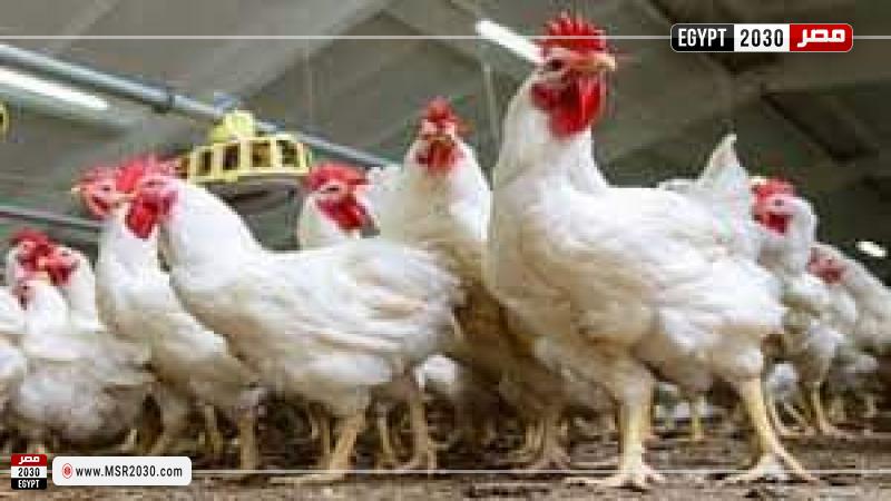 اسعار الفراخ البيضاء اليوم