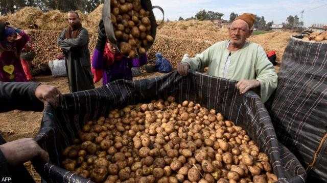 «الحاصلات الزراعية» يُعلن موعد بداية «بشائر الخير» في الخضروات والفاكهة