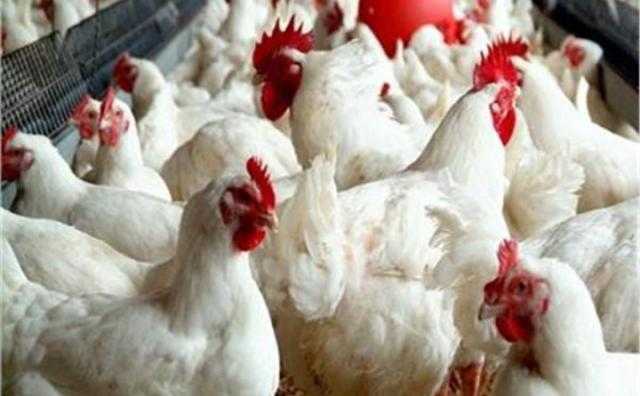 تراجع أسعار الدواجن اليوم الثلاثاء بالمزرعة.. الكتكوت البلدي بـ4.20 جنيه