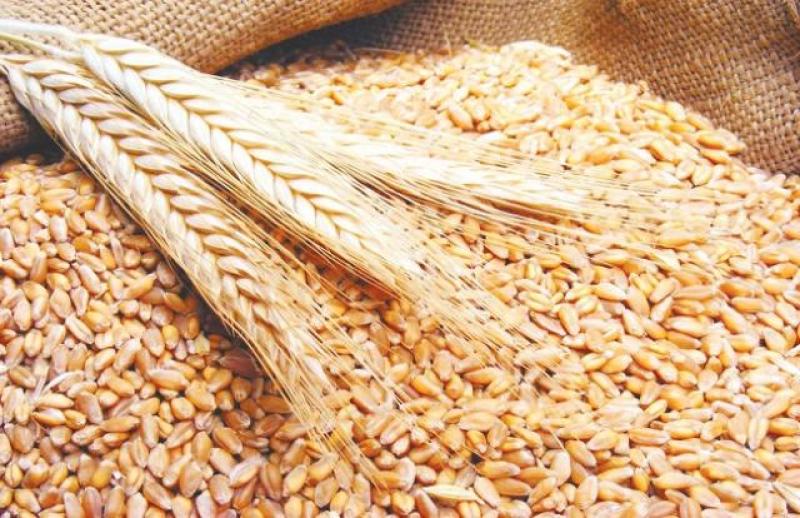 موسم توريد القمح