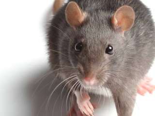 علامات تُشير إلى وجود ”فأر” في منزلك.. تعرف عليها