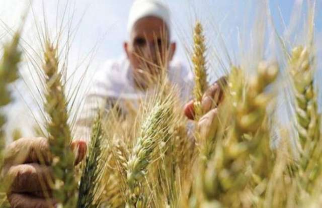 زراعة القمح